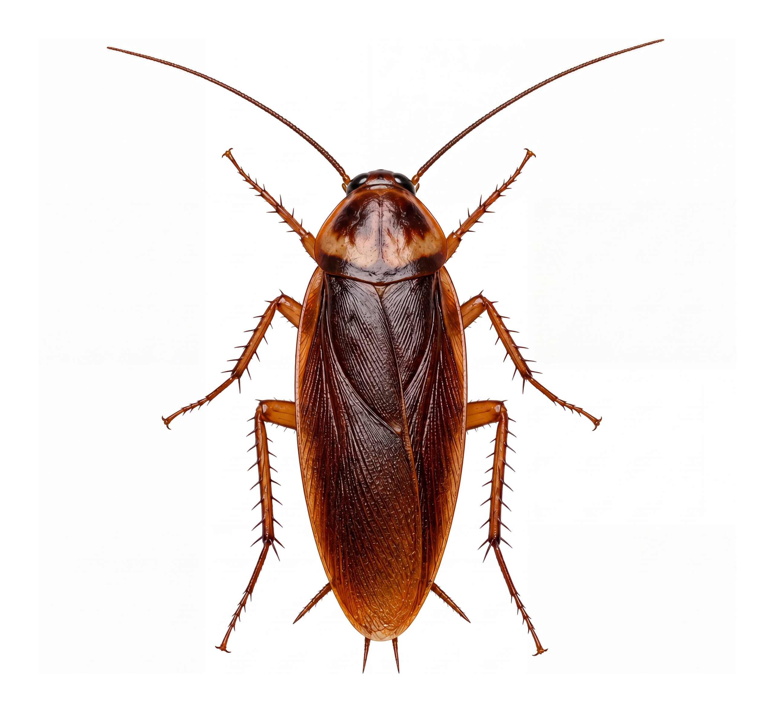 Why Do Cockroaches Keep Coming Back? Everything You Need to Know About Pest Control in Dubai